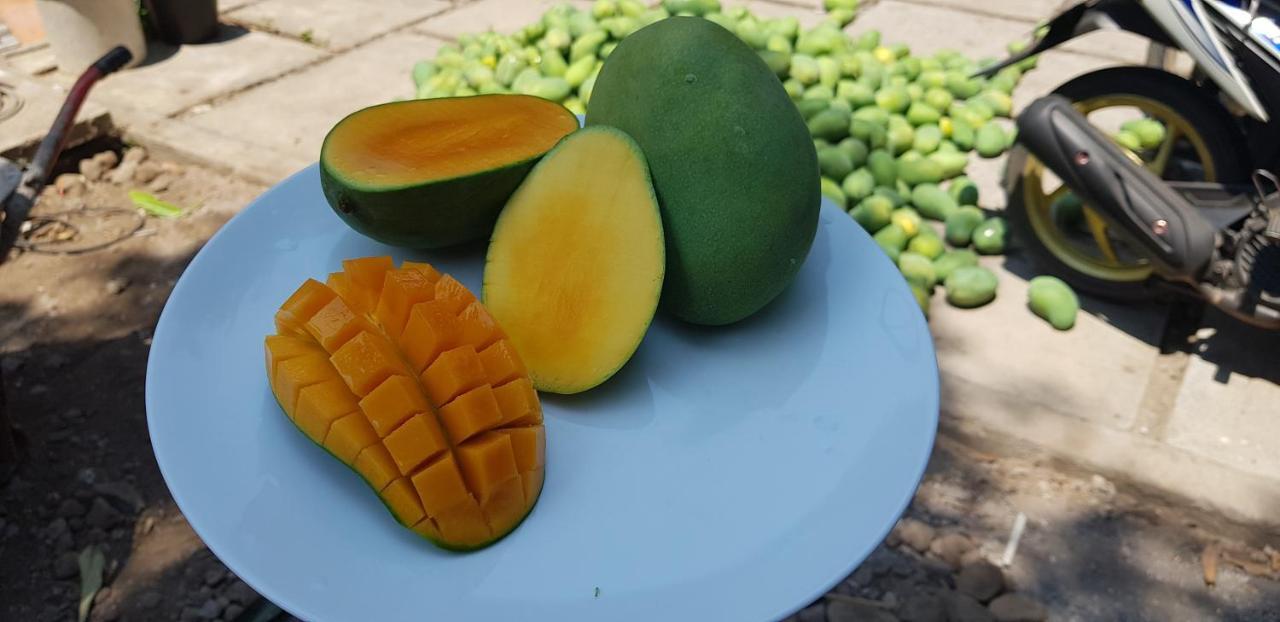 Mango Tree Inn Pemuteran Zewnętrze zdjęcie
